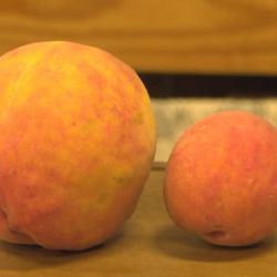 Encontró un durazno de casi un kilo y entró al libro de los récord Guinness