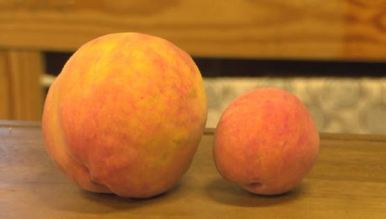 Encontró un durazno de casi un kilo y entró al libro de los récord Guinness