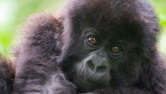 La ceremonia de nombramiento de gorilas de Ruanda celebra 40 nacimientos