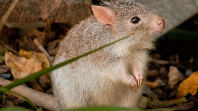 Científicos descubren una nueva especie de marsupial “fantasma” en el bosque australiano