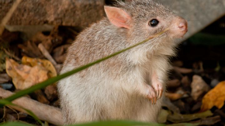 Científicos descubren una nueva especie de marsupial “fantasma” en el bosque australiano