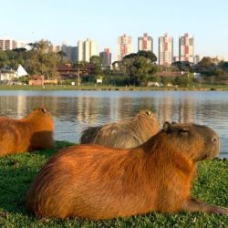 Denuncian desalojos de carpinchos en Nordelta: “Se los llevaron sin avisar”