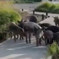 Nordelta: en medio del conflicto por el traslados de carpinchos, apareció una familia de chanchos salvajes 
