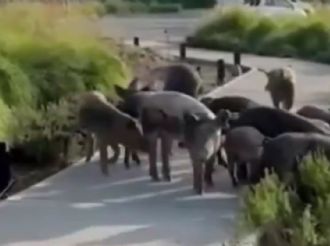 Nordelta: en medio del conflicto por el traslados de carpinchos, apareció una familia de chanchos