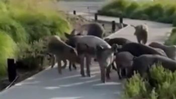 Nordelta: en medio del conflicto por el traslados de carpinchos, apareció una familia de chanchos