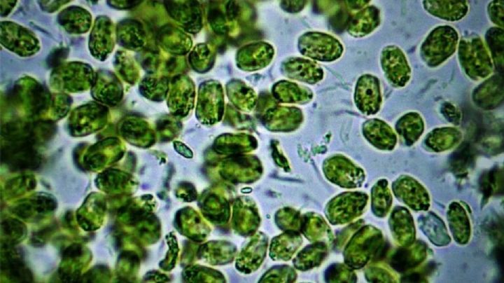 Alerta por la aparición de cianobacterias en la Plata