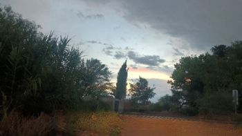 A ciegas: las malezas que tapan las vías del tren en Luján