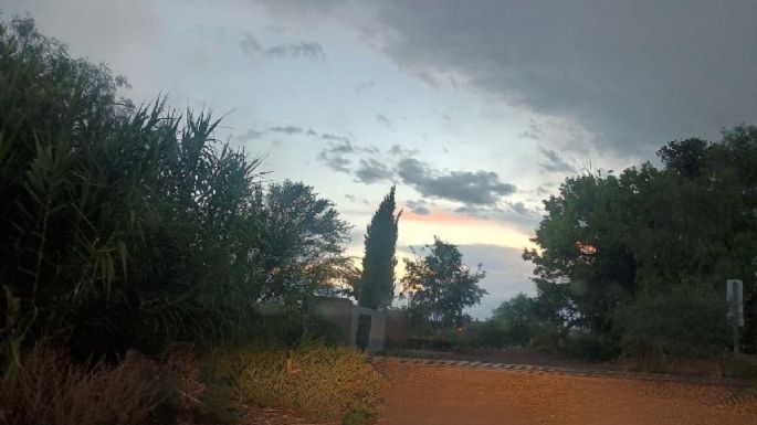 A ciegas: las malezas que tapan las vías del tren en Luján