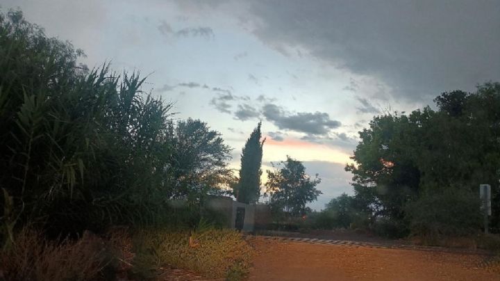 A ciegas: las malezas que tapan las vías del tren en Luján