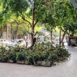 Ciudad: cayó un árbol sobre la vereda de un local comercial y causó problemas