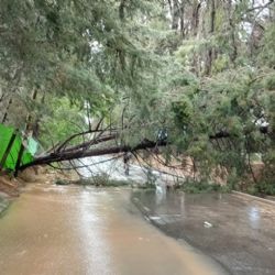 Por el temporal se cayeron más de 180 árboles y se inundaron 86 casas en Mendoza 