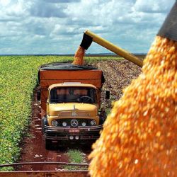 El Gobierno simplificó el traslado de granos con menos trámites 