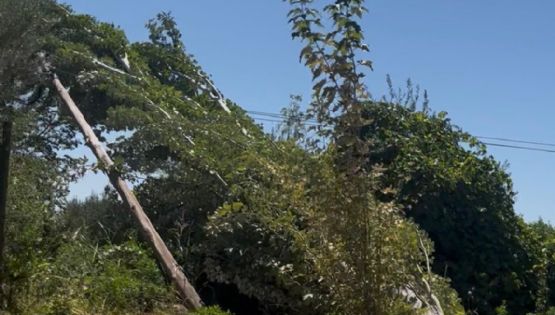 Riesgo latente: un árbol sobre el tendido eléctrico preocupa a los vecinos de Maipú