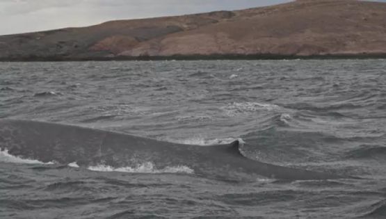 Histórico: por primera vez avistan una ballena azul en Chubut 