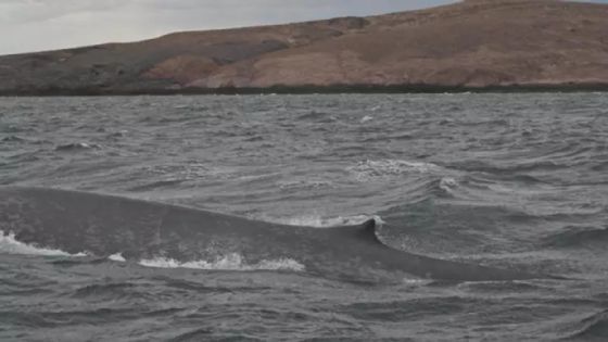 Histórico: por primera vez avistan una ballena azul en Chubut 