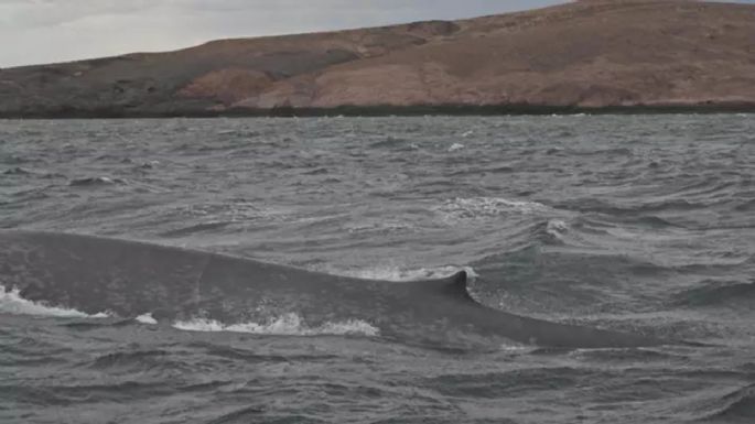 Histórico: por primera vez avistan una ballena azul en Chubut 