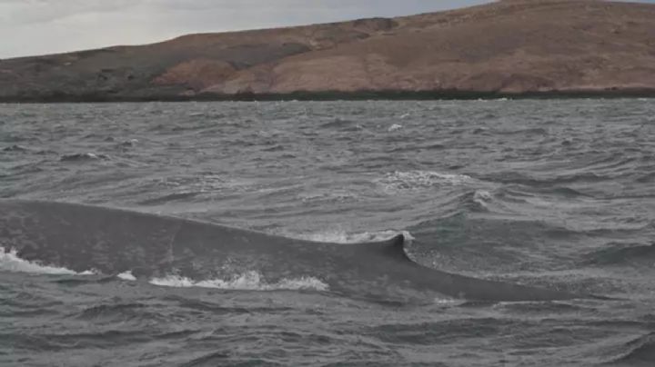 Histórico: por primera vez avistan una ballena azul en Chubut 