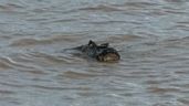 Foto ilustrativa de la nota titulada: Sorpresa en la costa de Rosario: apareció un yacaré gigante 