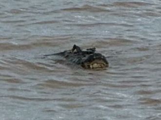 Sorpresa en la costa de Rosario: apareció un yacaré gigante 
