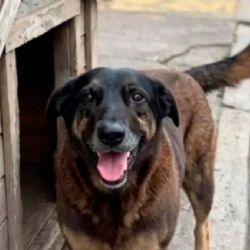 Masiva movilización por la muerte de un perro callejero