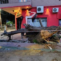 Malestar: un árbol cayó sobre un vehículo y rompió la vereda en Ciudad