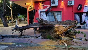 Malestar: un árbol cayó sobre un vehículo y rompió la vereda en Ciudad
