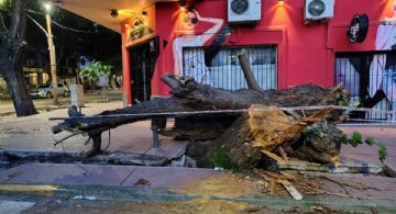 Malestar: un árbol cayó sobre un vehículo y rompió la vereda en Ciudad