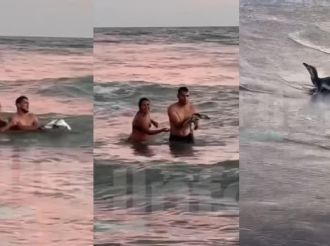 Una pareja sacó un pingüino del mar, para tomarse selfies