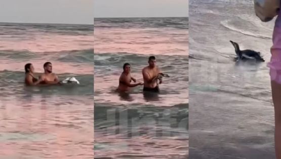 Una pareja sacó un pingüino del mar, para tomarse selfies