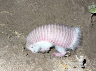 Reapareció un “hada rosa” en la Reserva de Biósfera Ñacuñán