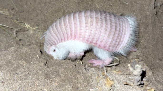 Reapareció un “hada rosa” en la Reserva de Biósfera Ñacuñán