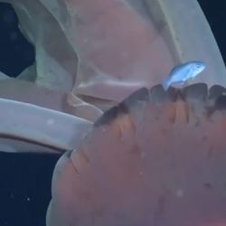 Video: encontraron una medusa gigante en el Mar Argentino