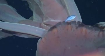 Video: encontraron una medusa gigante en el Mar Argentino