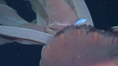 Foto iliustrativa de  Video: encontraron una medusa gigante en el Mar Argentino