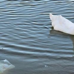 Alerta en el parque Canota de Maipú: piden a los vecinos no arrojar basura a los patos