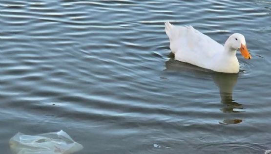 Alerta en el parque Canota de Maipú: piden a los vecinos no arrojar basura a los patos
