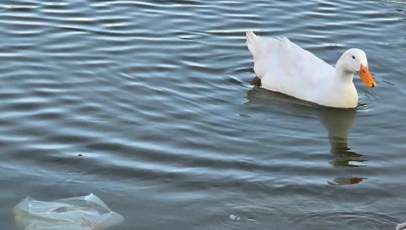 Alerta en el parque Canota de Maipú: piden a los vecinos no arrojar basura a los patos