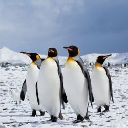 Rescataron un pingüino rey en Vicente López