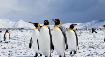 Rescataron un pingüino rey en Vicente López