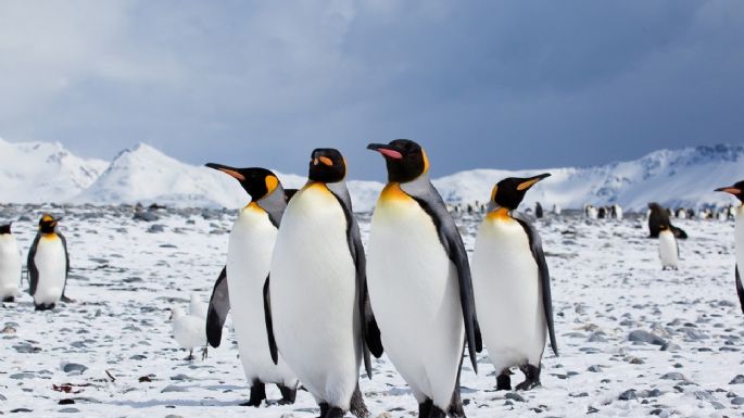 Rescataron un pingüino rey en Vicente López