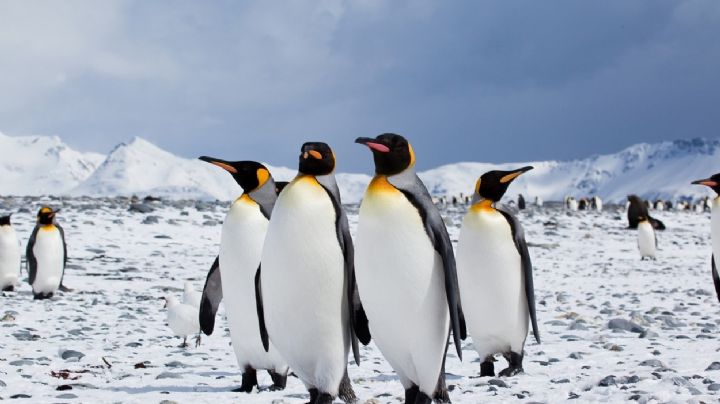 Rescataron un pingüino rey en Vicente López