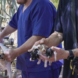 Desbarataron un criadero clandestino y rescataron 80 perros