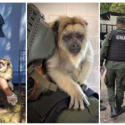Encontraron un mono Carayá en una casa de La Matanza 