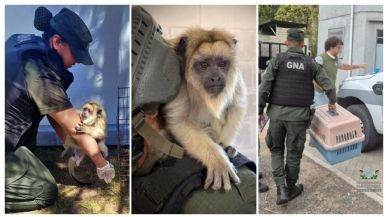 Foto iliustrativa de  Encontraron un mono Carayá en una casa de La Matanza 