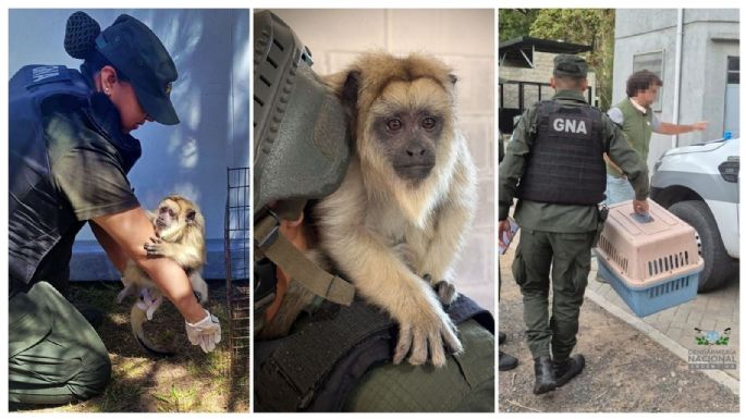Encontraron un mono Carayá en una casa de La Matanza 