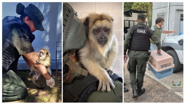 Encontraron un mono Carayá en una casa de La Matanza 