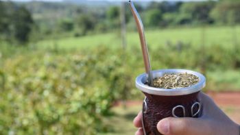 El consumo de yerba mate cayó 9 por ciento en el último año