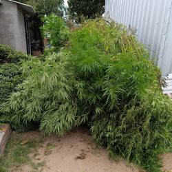 Qué pasó con un vivero de marihuana en Maipú