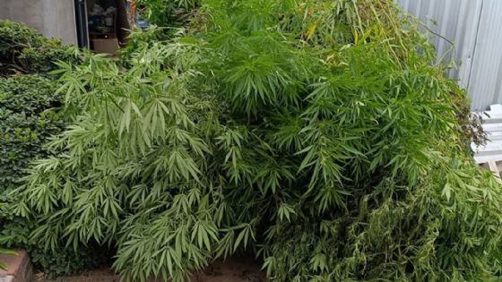 Qué pasó con un vivero de marihuana en Maipú