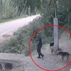 Video: captan el triste momento en que un hombre abandona a un perro en un refugio